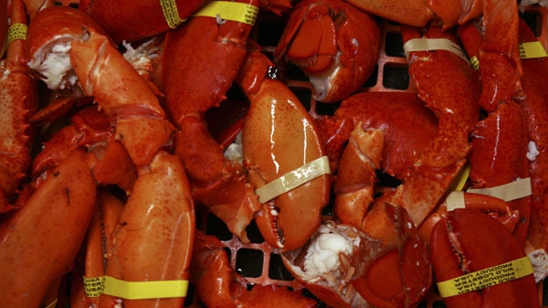 Cooked lobster claws and tails are seen at a lobster dealer in this 2008 file photo. (THE CANADIAN PRESS / AP Photo-Pat Wellenbach) 