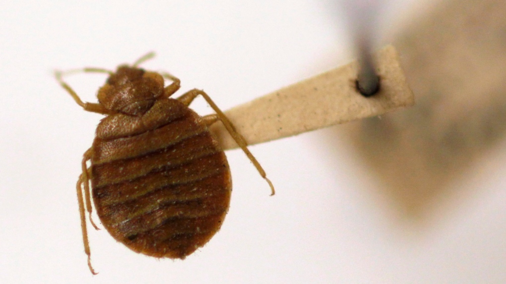 In this March 30, 2011, file photo, a bed bug is displayed at the Smithsonian Institution National Museum of Natural History in Washington. (Carolyn Kaster / AP Photo)
