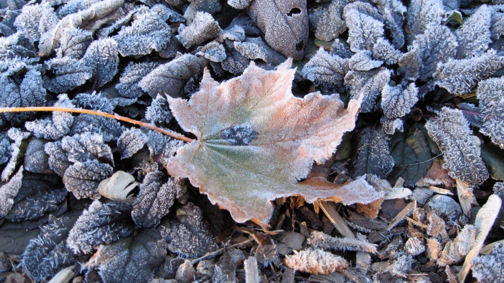 Frost is seen on the ground in Ingersoll, Ont., in this photo from November 2012. (Betty Price / MyNews) 