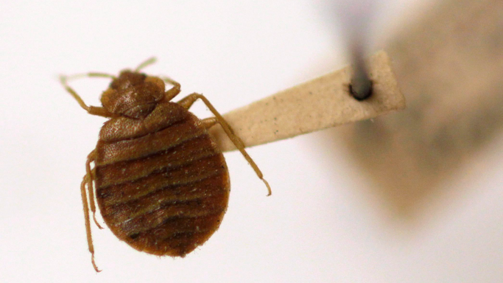 In this March 30, 2011, file photo, a bed bug is displayed at the Smithsonian Institution National Museum of Natural History in Washington. (AP / Carolyn Kaster)
