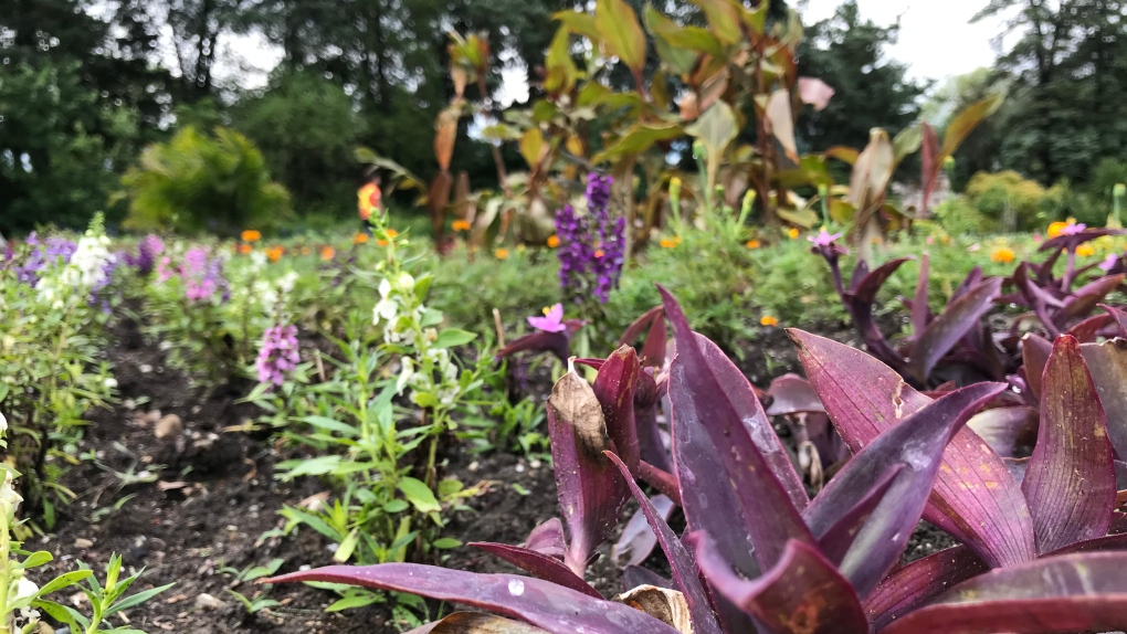 Some much-needed rain fell in Windsor-Essex on Tuesday, June 23, 2020. (Michelle Maluske / CTV Windsor)