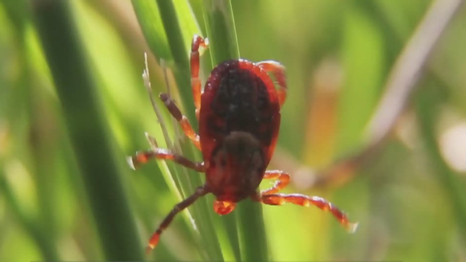 Protecting yourself against ticks
