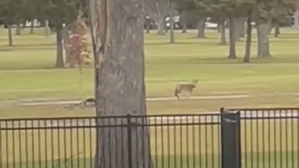 Waterloo man fights to retain emotional support coyote