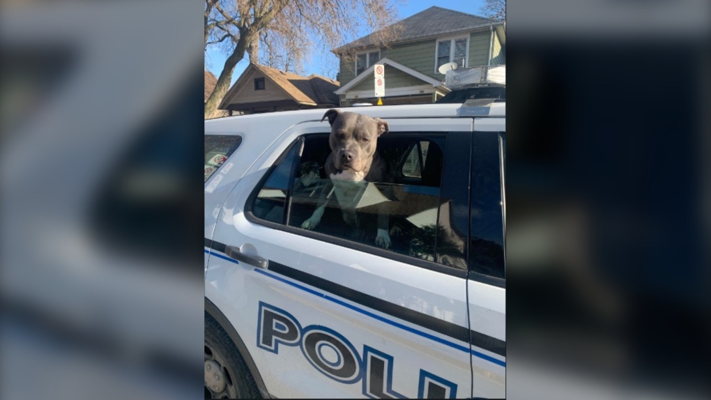 Windsor police give a lost dog a helping paw to Windsor-Essex County Humane Society on Thursday, Nov. 24, 2022. (Source: Windsor police)