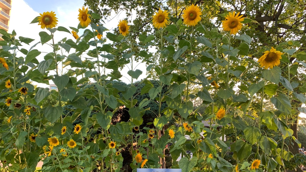 Sunflowers at Reaume Park in Windsor on August 14, 2021 (Chris Campbell/CTV Windsor)