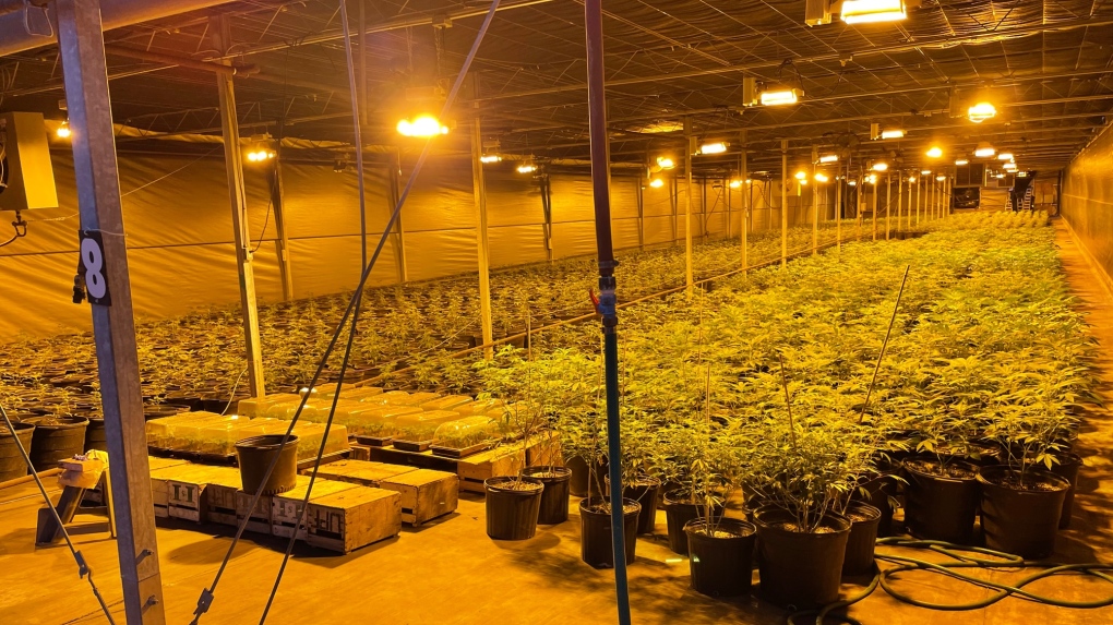 Officers say they found about 7,600 cannabis plants in various stages of growth in Leamington. (Source: OPP)