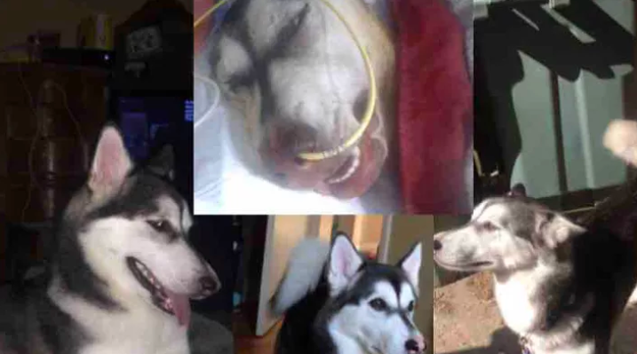 Angel, a one-year-old husky died of her injuries after being severely burned in what the Windsor Police Service believes is an act of animal cruelty. (Source: Arianna DaSilva/GoFundMe)