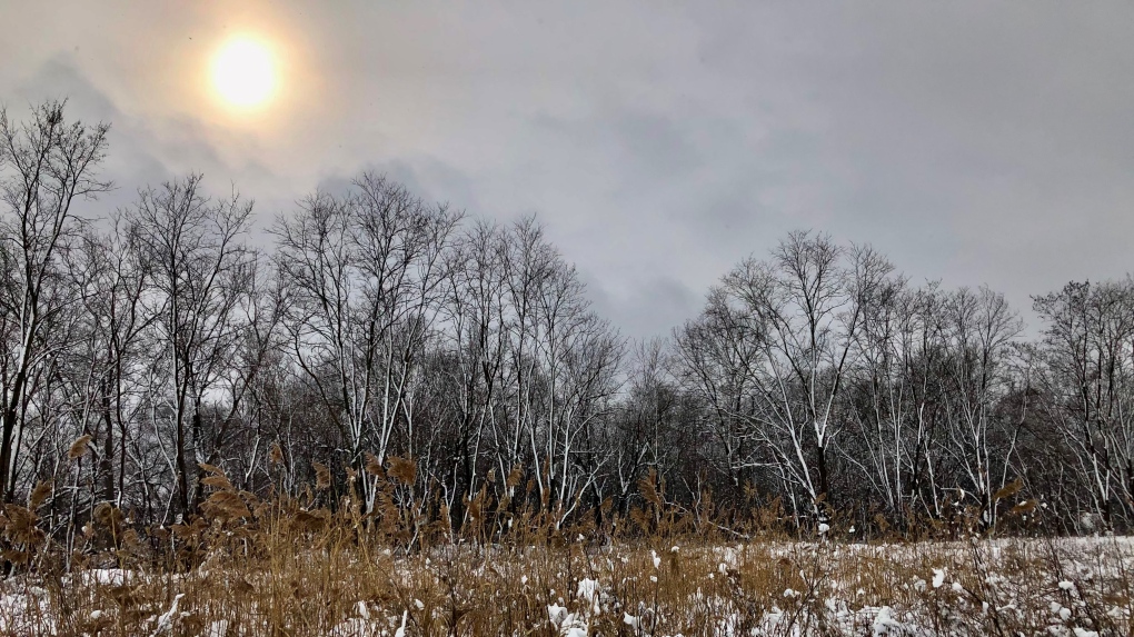 Trees were removed from a property west of the Todd Lane and Malden Road Roundabout in LaSalle, Ont. pictured on Thursday, Jan. 26, 2023. (Gary Archibald/CTV News Windsor)