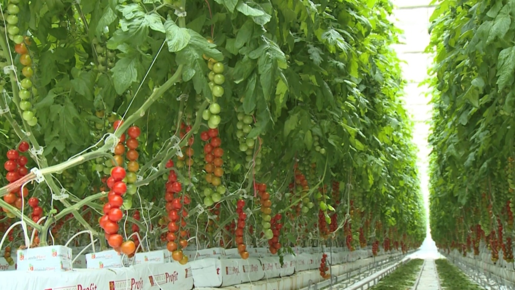Tomatoes growing at a greenhouse in Leamington, Ont. 