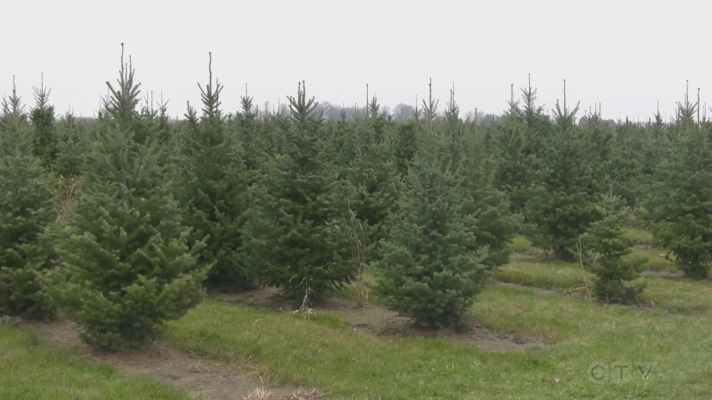 Finding the perfect Christmas tree