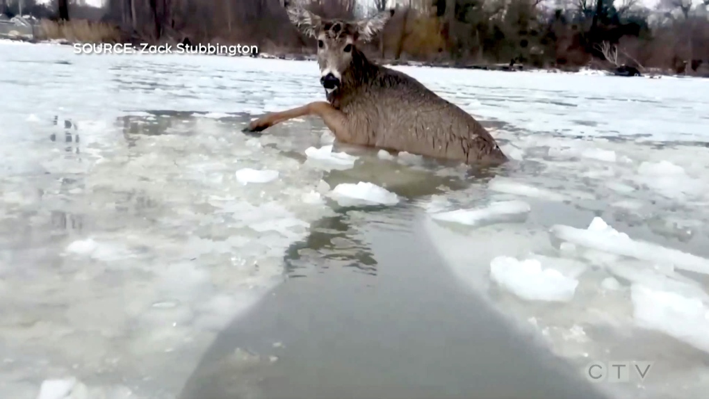 Rondeau park warden jumps into icy waters to save stranded deer
