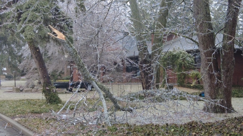 Tree damage after ice storm in Windsor, Ont., on Thursday, Feb. 23, 2023. (Bob Bellacicco/CTV News Windsor)