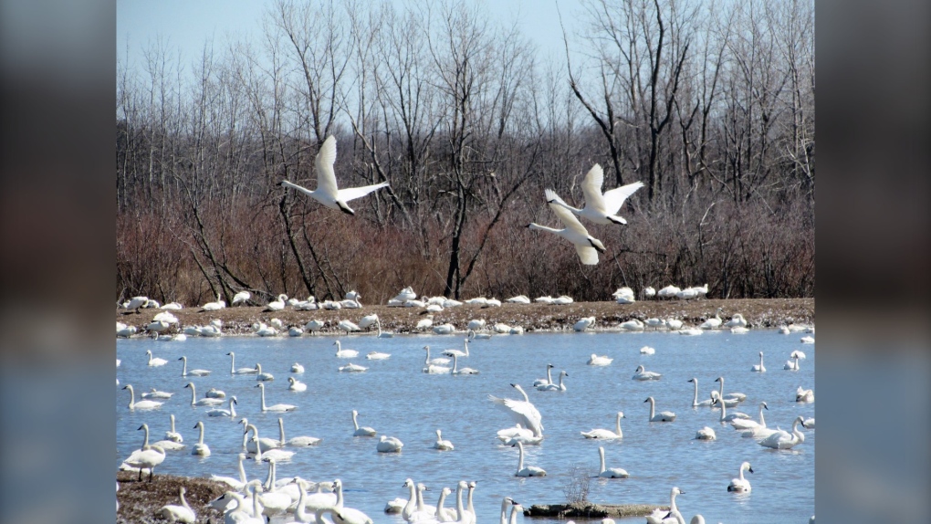Swans take flight in Aylmer, Ont. in this viewer-submitted image from March 2023. (Source: Milt Everitt)