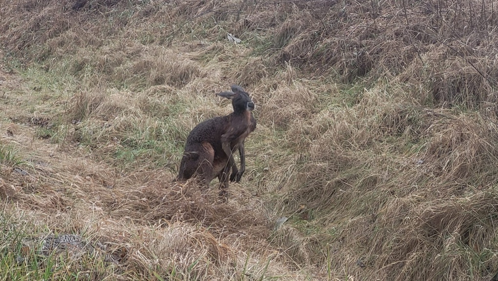 Kangaroo in Chatham-Kent, Ont. (Alexis Prochnicki/Facebook)