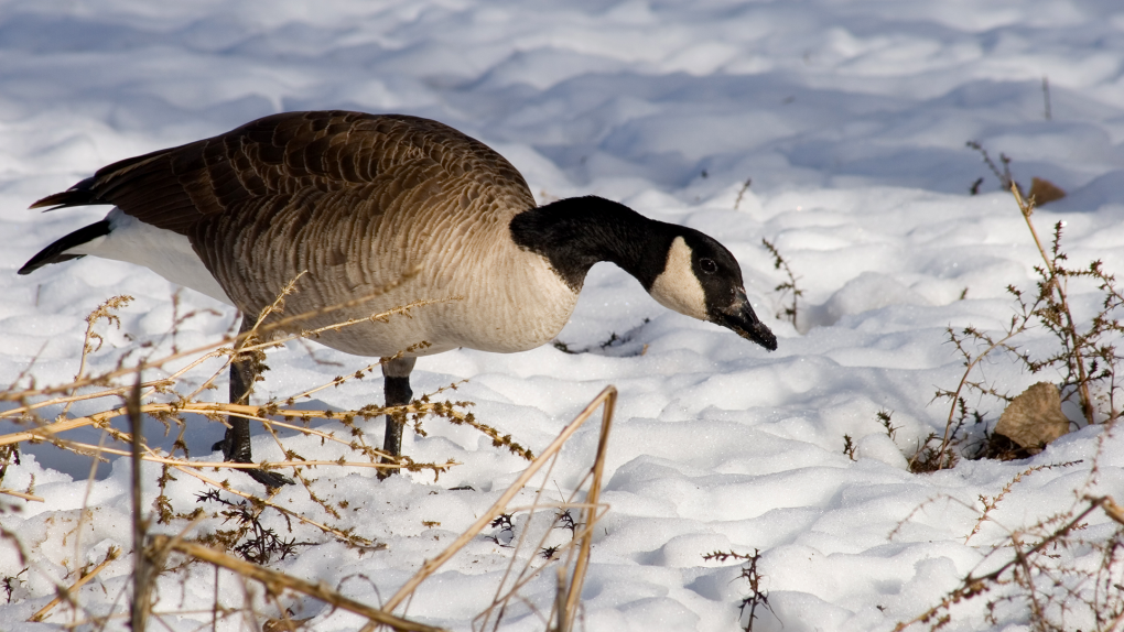 Windsor Council seeks solution amid excessive Canada goose population CTV News