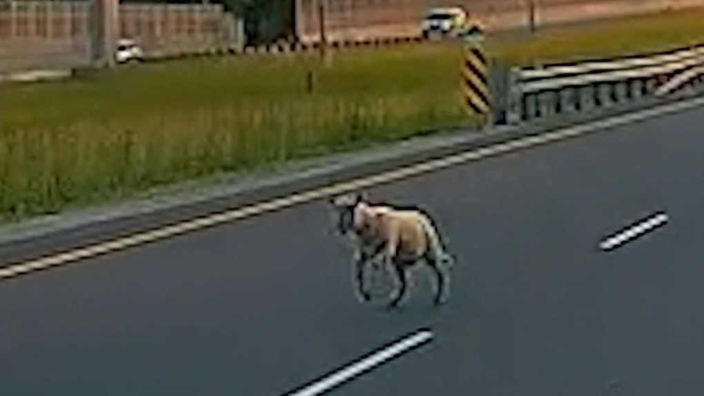 Sheep on the loose near E C Row CTV News 